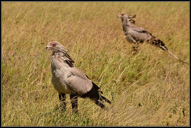 Secretarybirds in the Serengeti NP